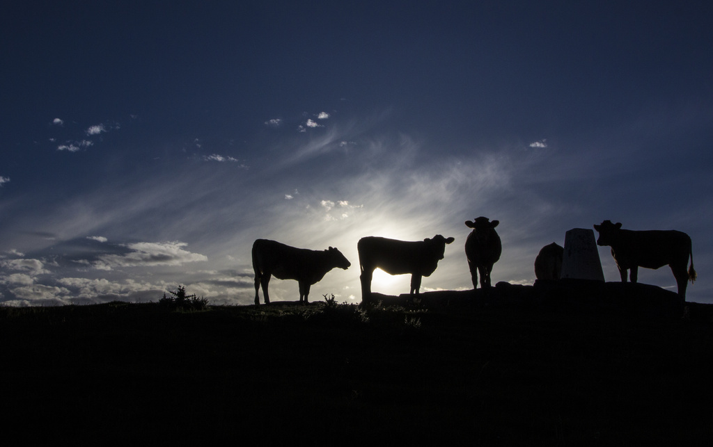 Heifers on the Hill by shepherdman