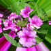 Pretty in Pink ( experimentation !! ) by beryl