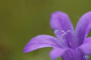 8th Jun 2014 - Little Purple Flower