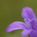 Little Purple Flower by leonbuys83
