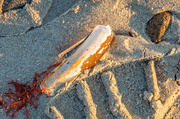 7th Jun 2014 - Razor clam shell