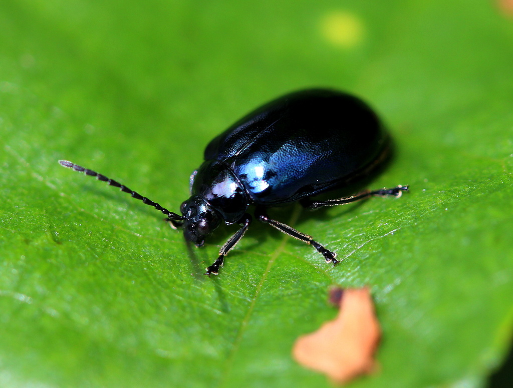 Black beauty (beetle) by pyrrhula