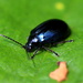 Black beauty (beetle) by pyrrhula