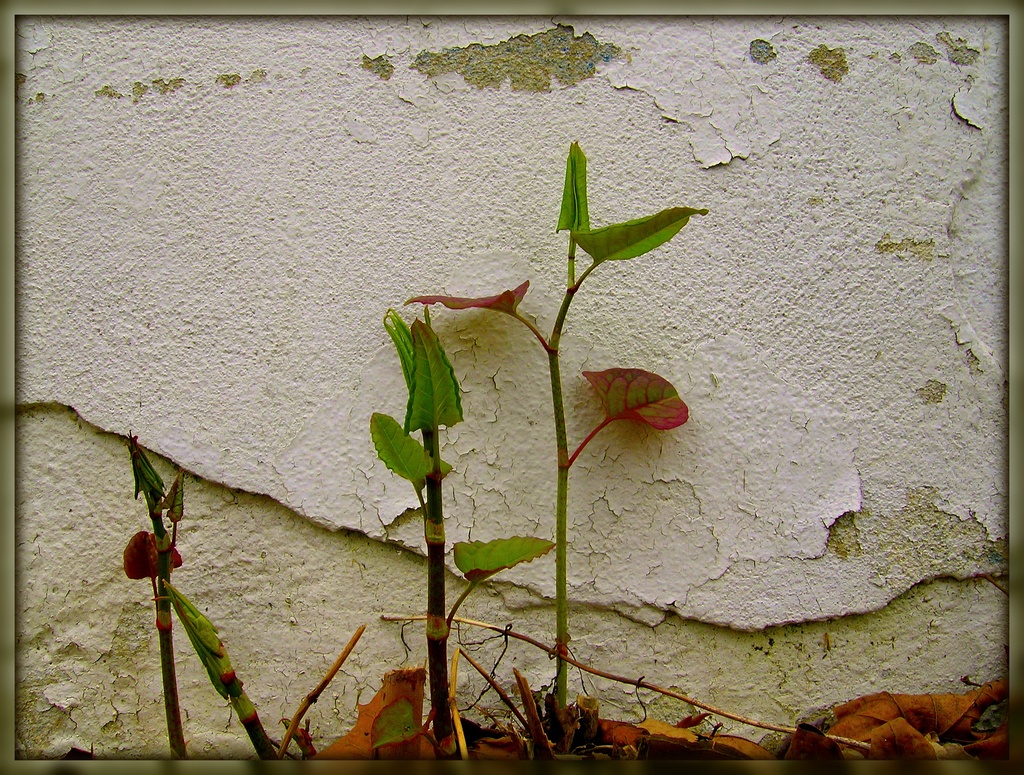 Plants by an Old Building by olivetreeann