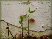 8th Jun 2014 - Plants by an Old Building