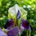 Izetta's Iris by paintdipper