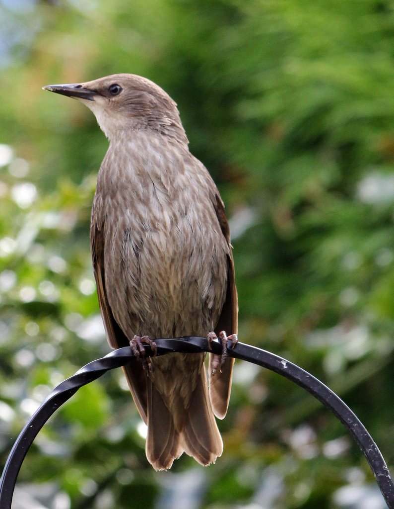 A Young Starling by phil_howcroft