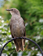 8th Jun 2014 - A Young Starling