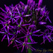 Allium  by tonygig