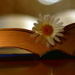 Bookmark by jayberg