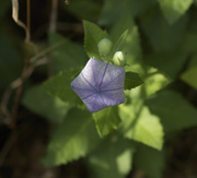 8th Jun 2014 - Balloon flower