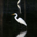 Egrets by ingrid01