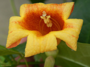 27th May 2014 - Trumpet Flower