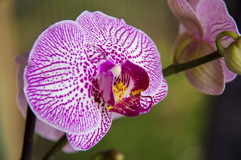 new orchid by corymbia