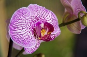 8th Jun 2014 - new orchid
