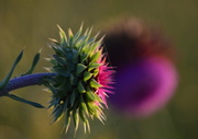 8th Jun 2014 - Musk Thistle Duo