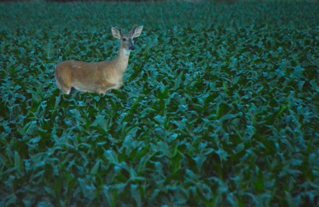 Deer in Cornfield at Dusk by kareenking