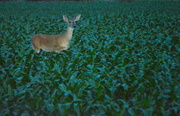 8th Jun 2014 - Deer in Cornfield at Dusk