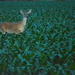 Deer in Cornfield at Dusk by kareenking