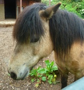 9th Jun 2014 - Join-4-June.  Horse. Meet Buddy.