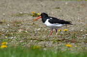 27th May 2014 - OYSTERCATCHER 