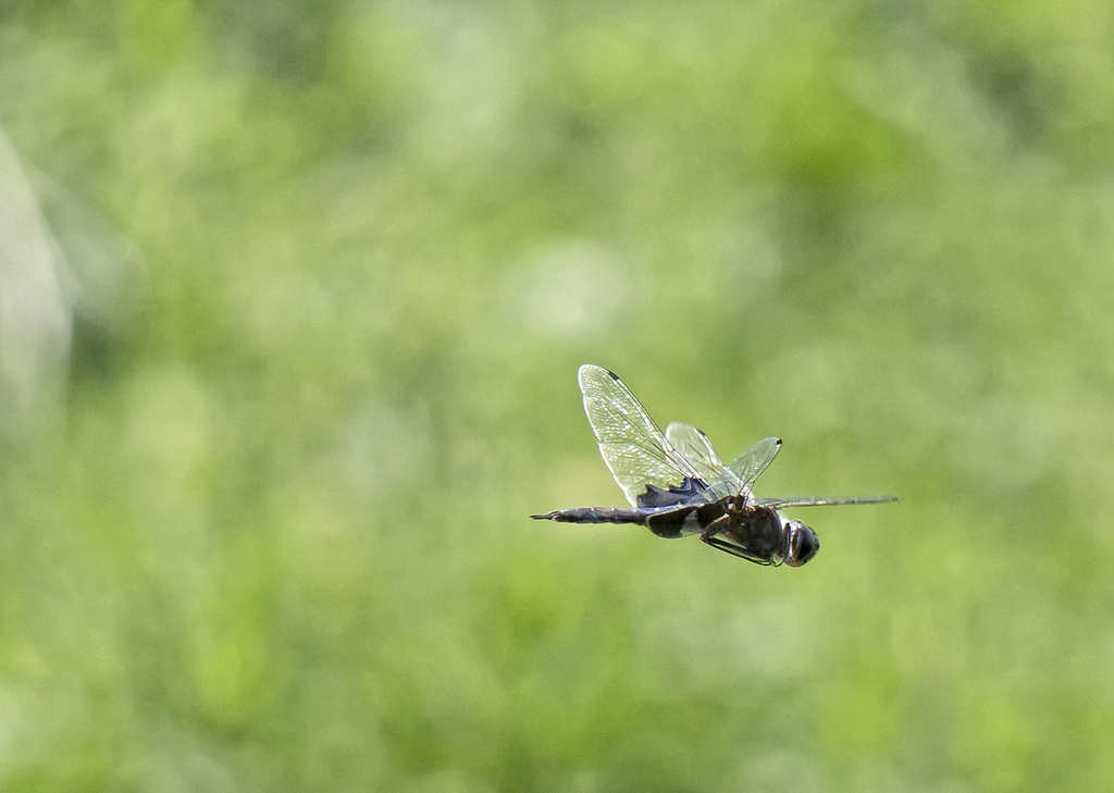 Dragonfly in Flight   by gardencat