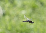 9th Jun 2014 - Dragonfly in Flight  