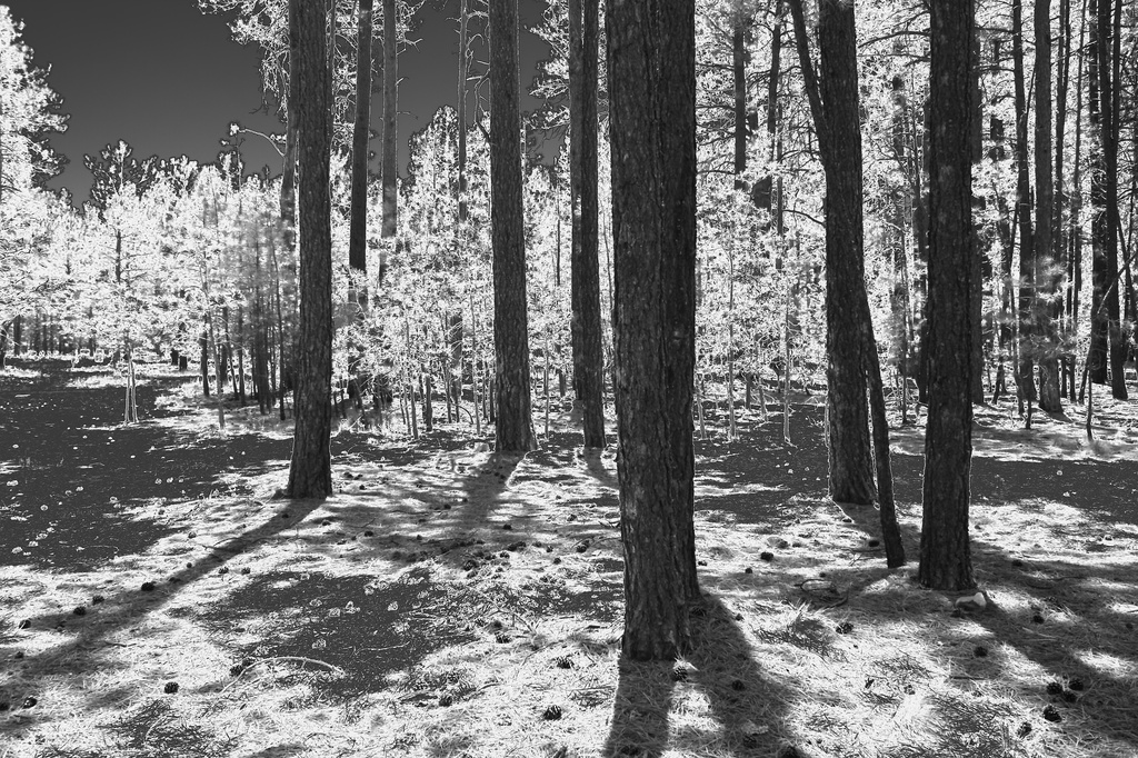 bw trees by blueberry1222