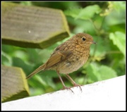 9th Jun 2014 - Baby robin is still about