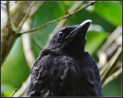 9th Jun 2014 - Baby crow in the lilac tree