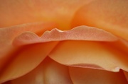 9th Jun 2014 - Rose petal