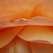 Rose petal by mattjcuk