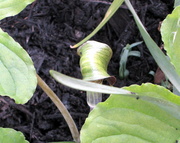9th Jun 2014 - Jack in the pulpit