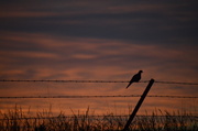 9th Jun 2014 - Lonesome Dove