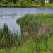 Suburban Pond  by gardencat