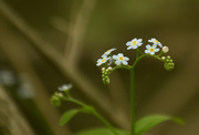 9th Jun 2014 - Forget Me Not