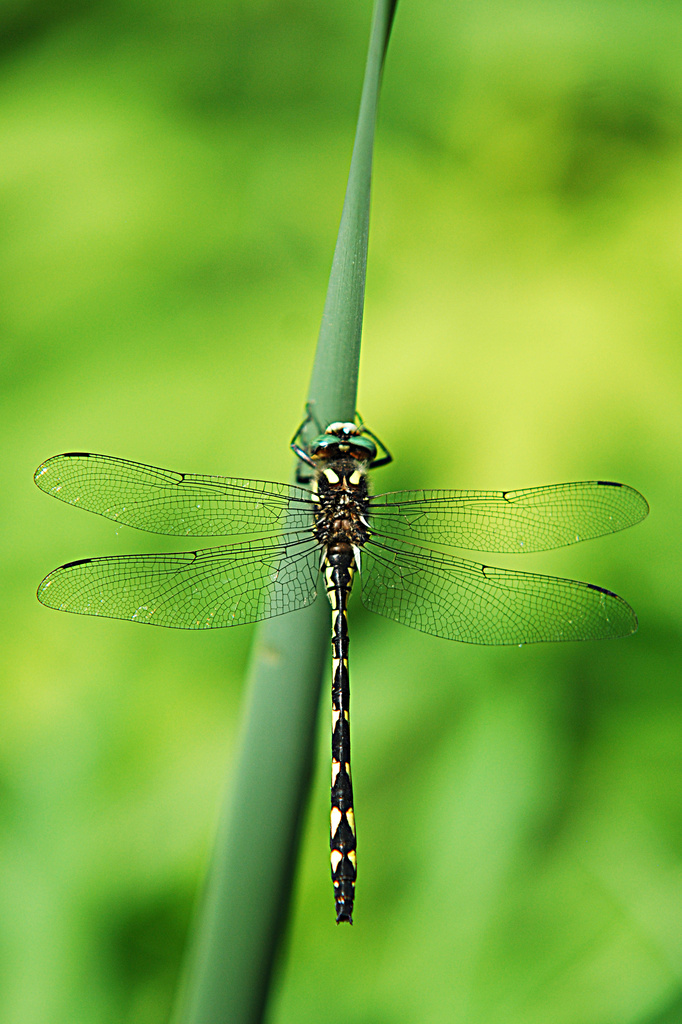 Dragonfly! by fayefaye