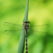 Dragonfly! by fayefaye