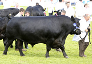 8th Jun 2014 - Rather large bull