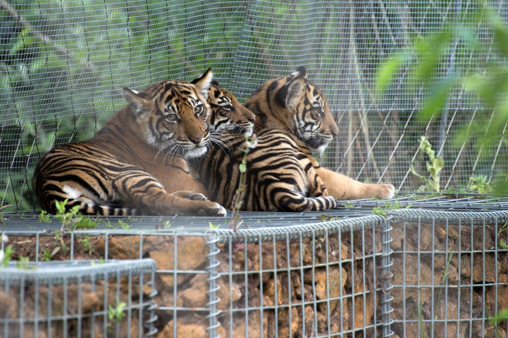 London Zoo, Tiger Cubs by bizziebeeme