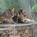 London Zoo, Tiger Cubs by bizziebeeme