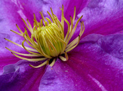9th Jun 2014 - Inside the Clematis