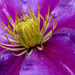 Inside the Clematis by phil_howcroft
