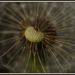 Dandelion seed by radiogirl