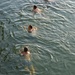 4 ducks on the Rhine.... by cocobella