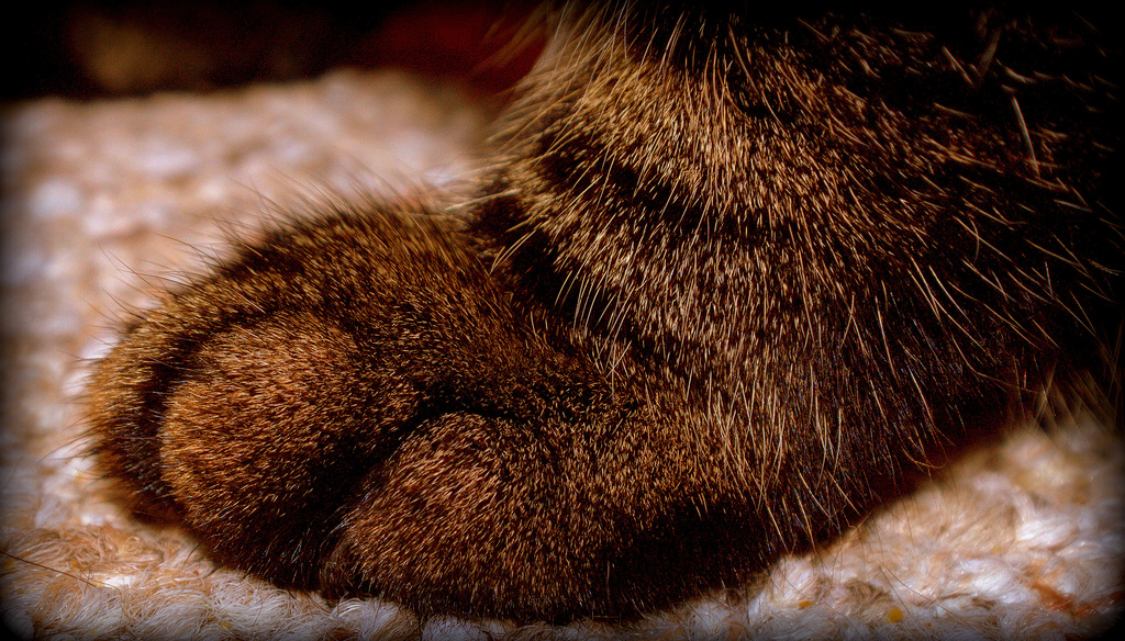 Day 160:  Kitty Paw by sheilalorson