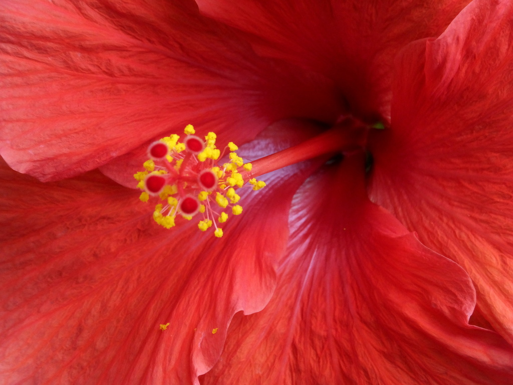 Happy Hibiscus by linnypinny