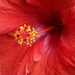 Happy Hibiscus by linnypinny