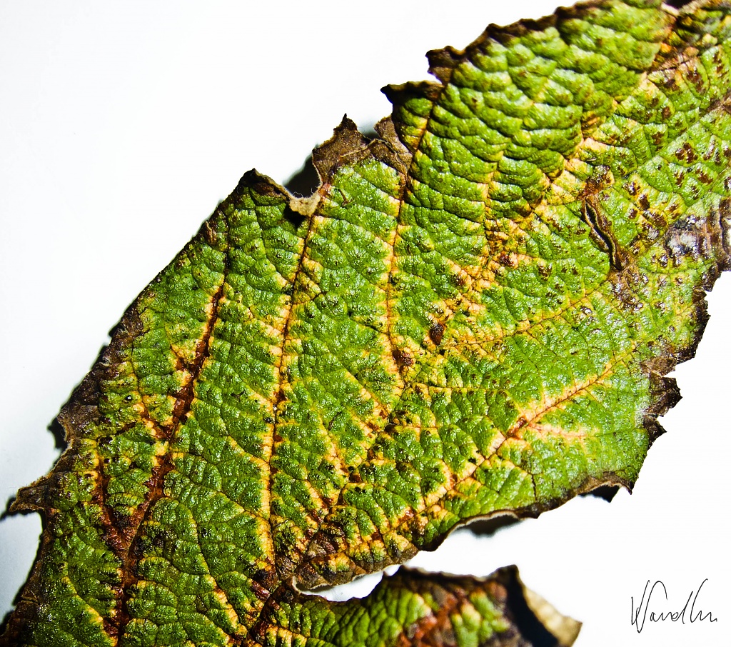 The rusty leaf by vikdaddy