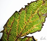 9th Oct 2010 - The rusty leaf